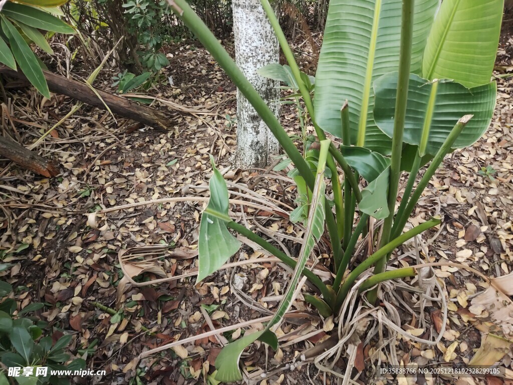 香蕉幼苗生长于林地间