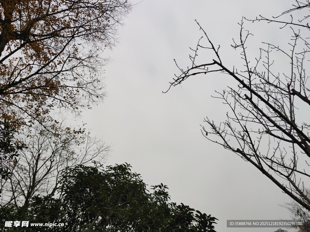 冬日枯树与繁茂树木景象