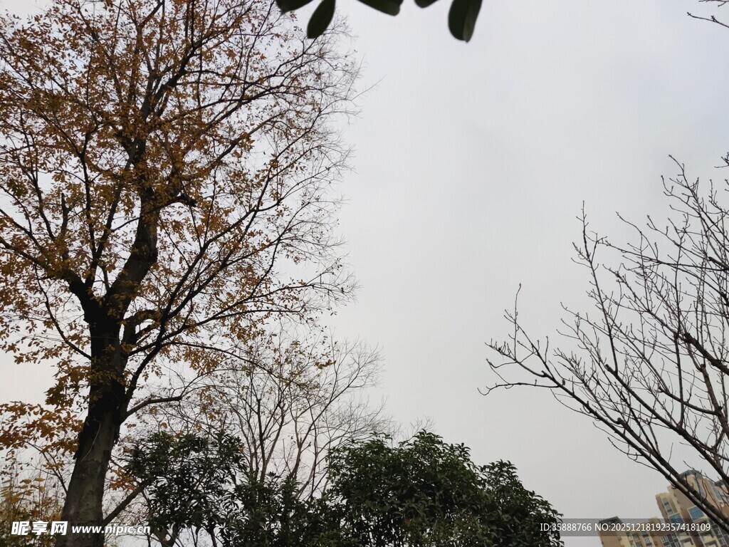 冬日萧瑟树木景观