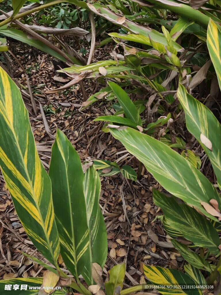 斑斓叶片的绿植特写