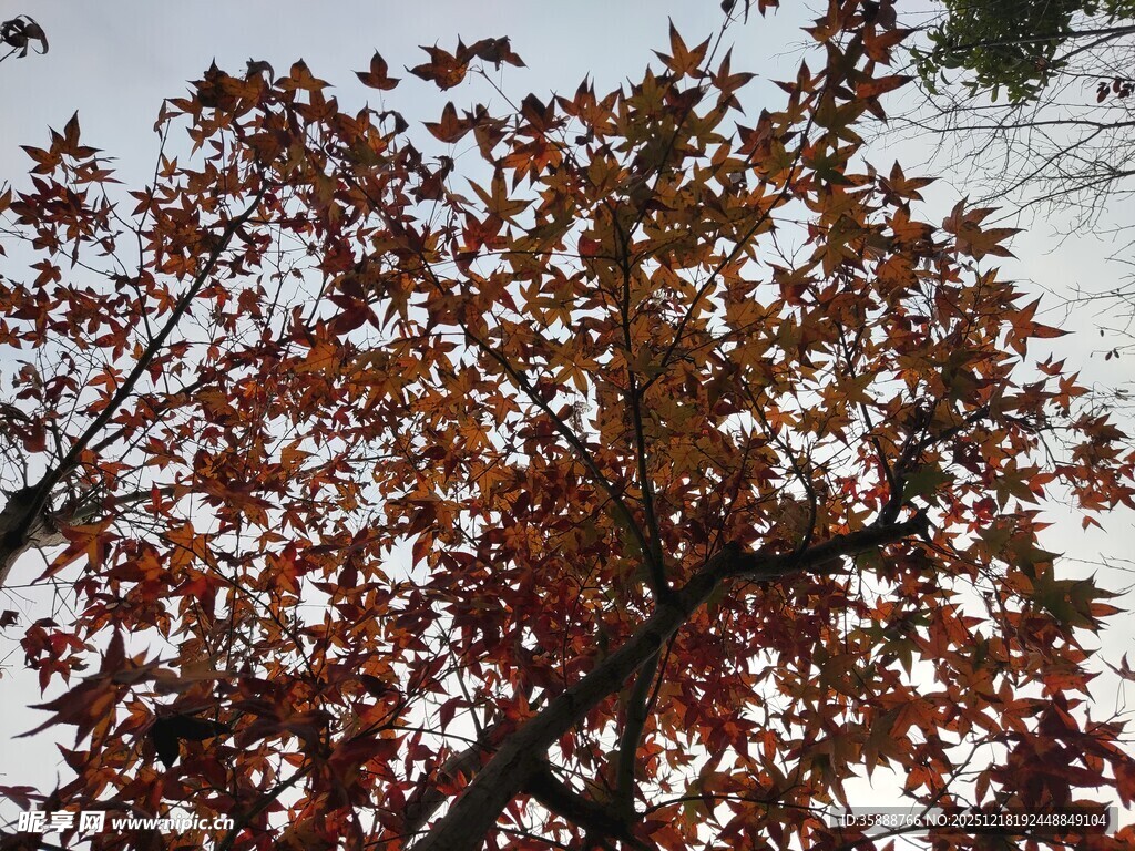 秋日红枫树枝特写