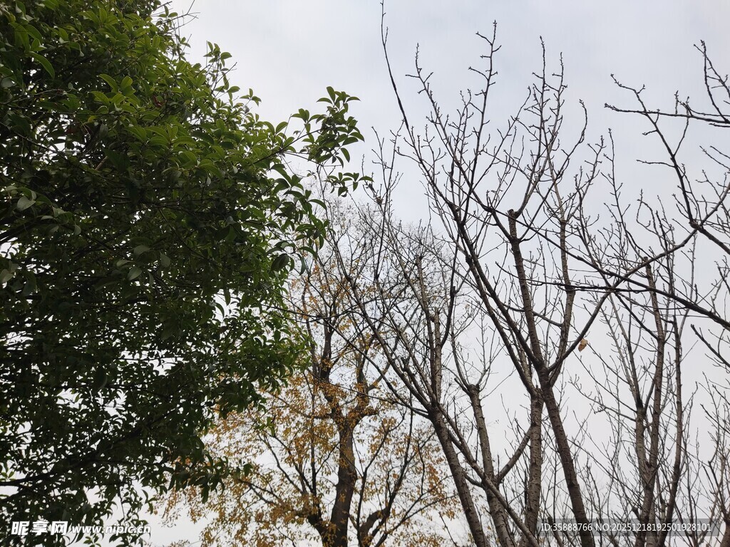 冬日枯树与葱郁绿树对比