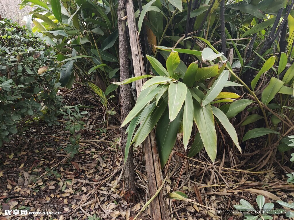 翠绿植物于自然环境中