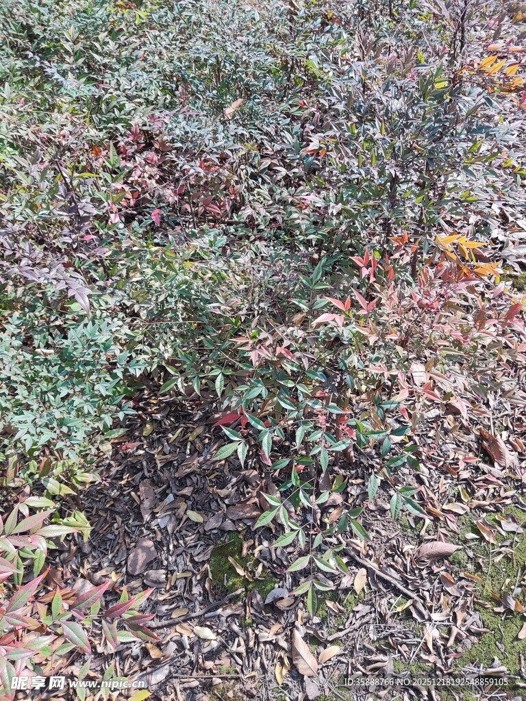 林间地面的植物与落叶