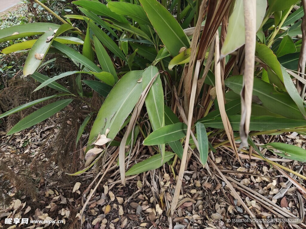 绿叶植物根部特写