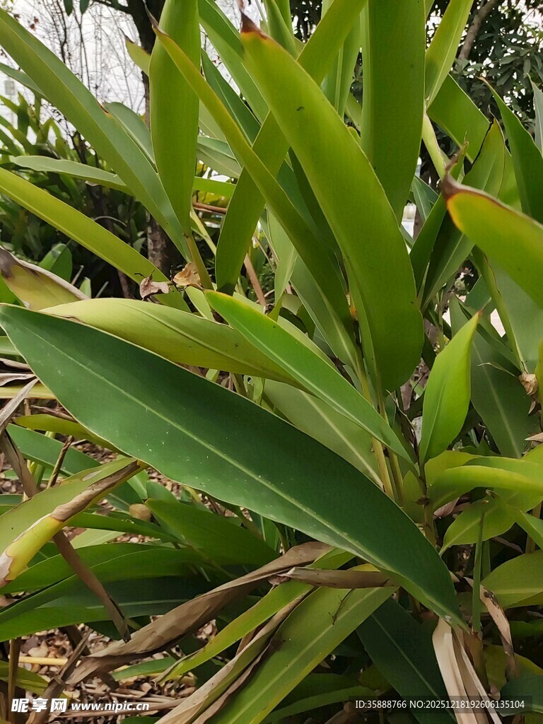 翠绿繁茂的热带植物