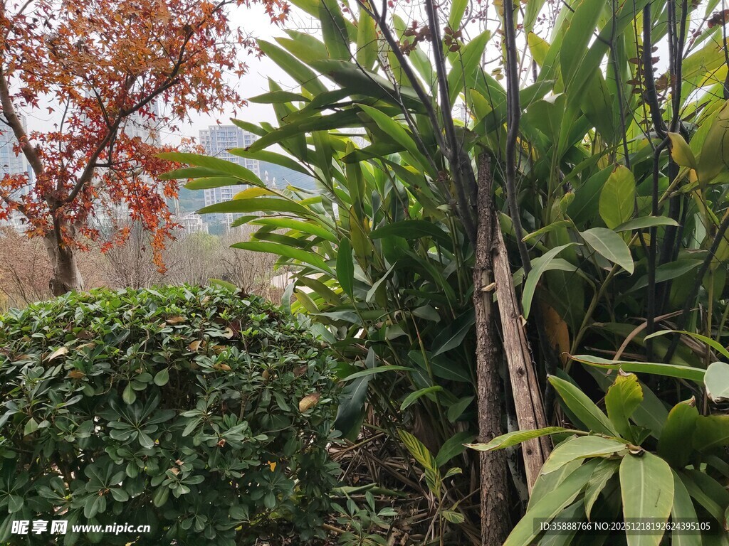 秋日园林绿植景观