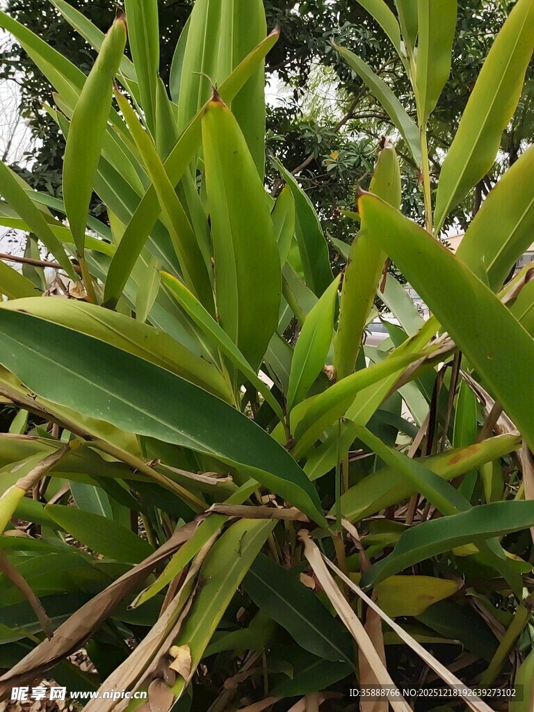 翠绿繁茂的热带植物