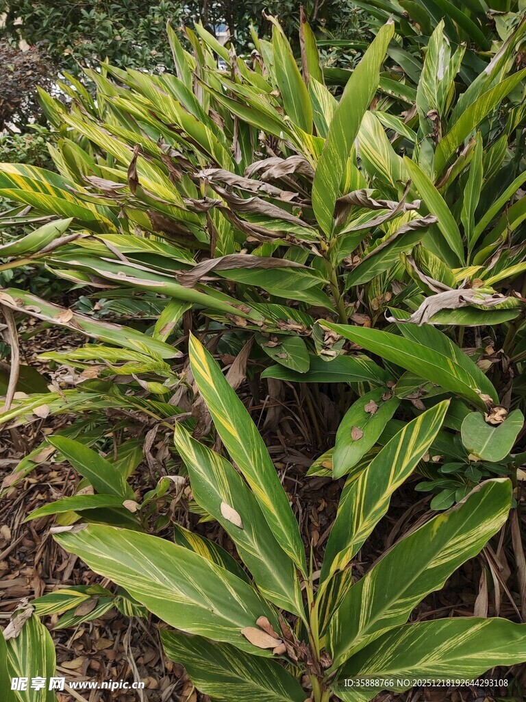 翠绿繁茂的热带植物