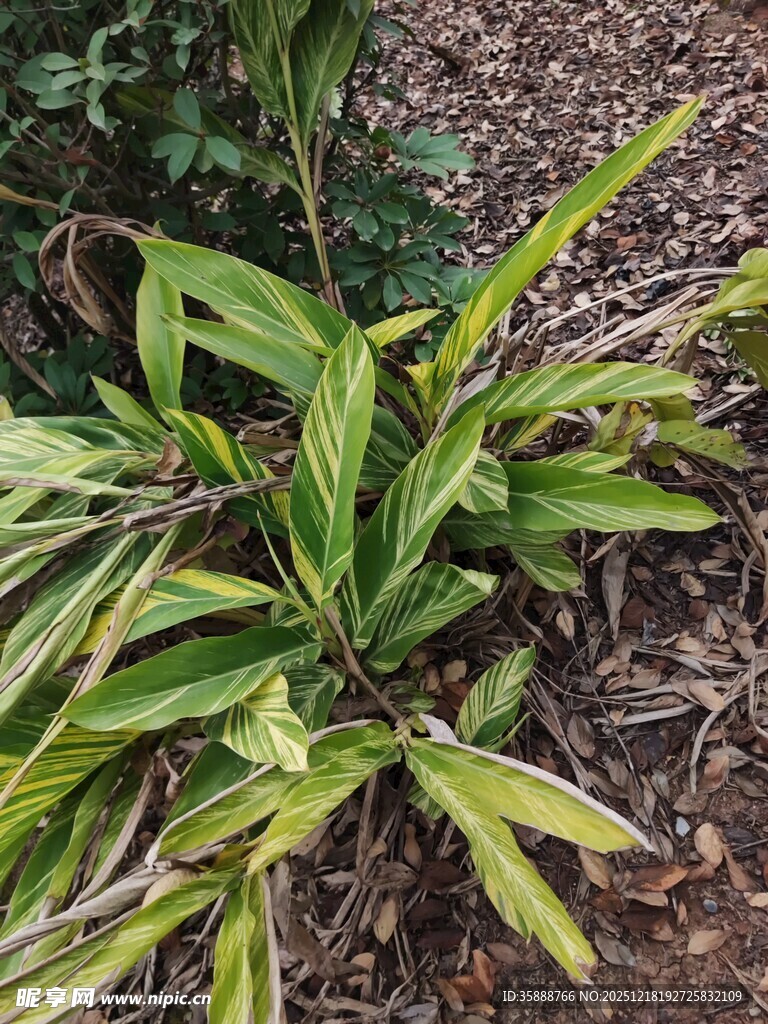黄绿相间叶片的绿植