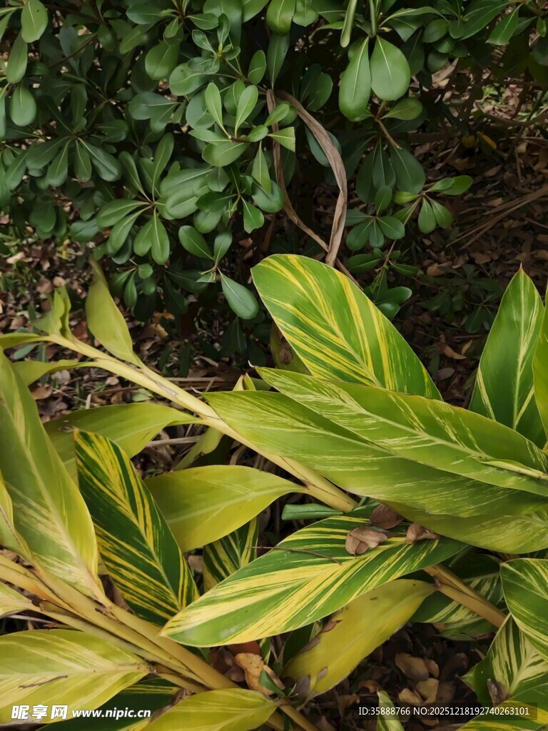 黄绿相间的植物叶片特写