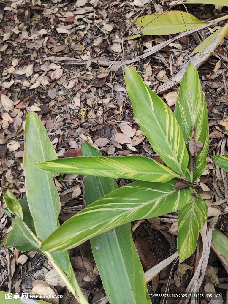 翠绿叶片的独特植物