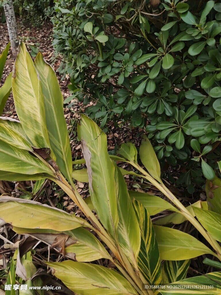 黄绿相间的植物叶片特写