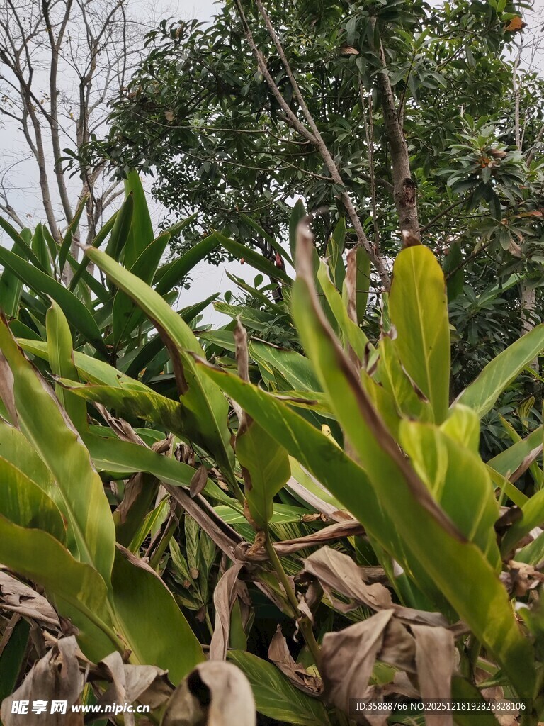 翠绿龙舌兰植物景观