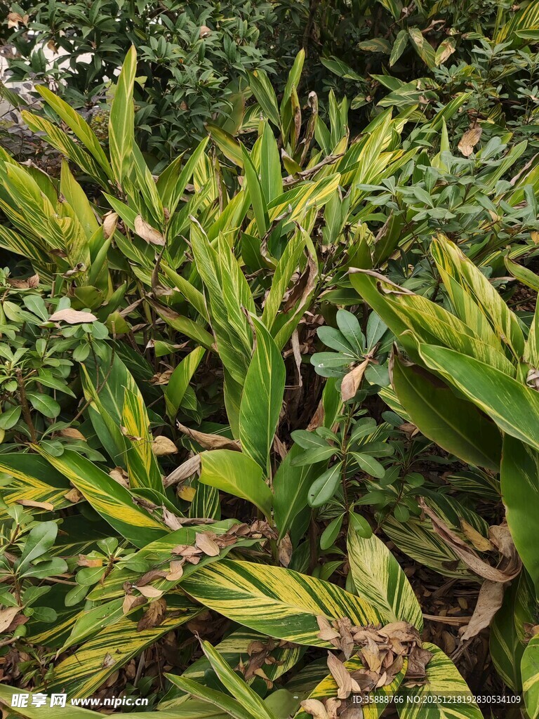 翠绿斑斓的热带植物