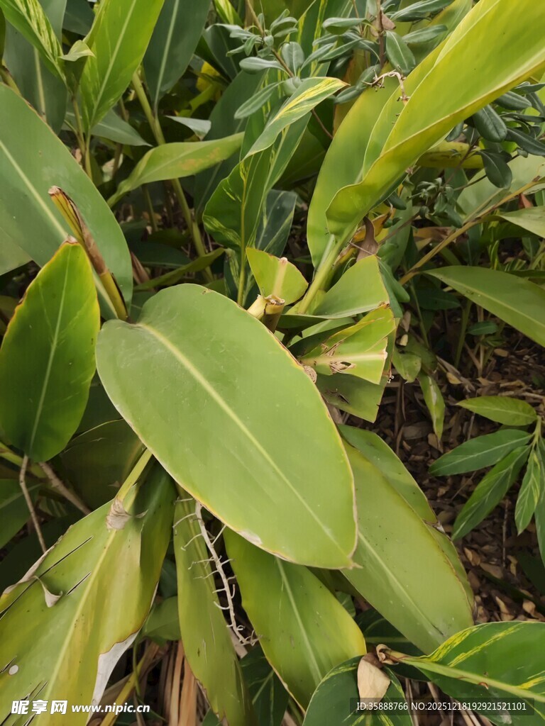 翠绿宽大的热带植物叶片