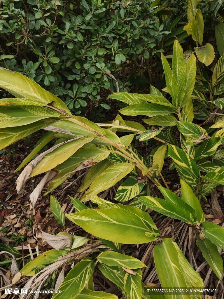 翠绿斑斓的植物叶片