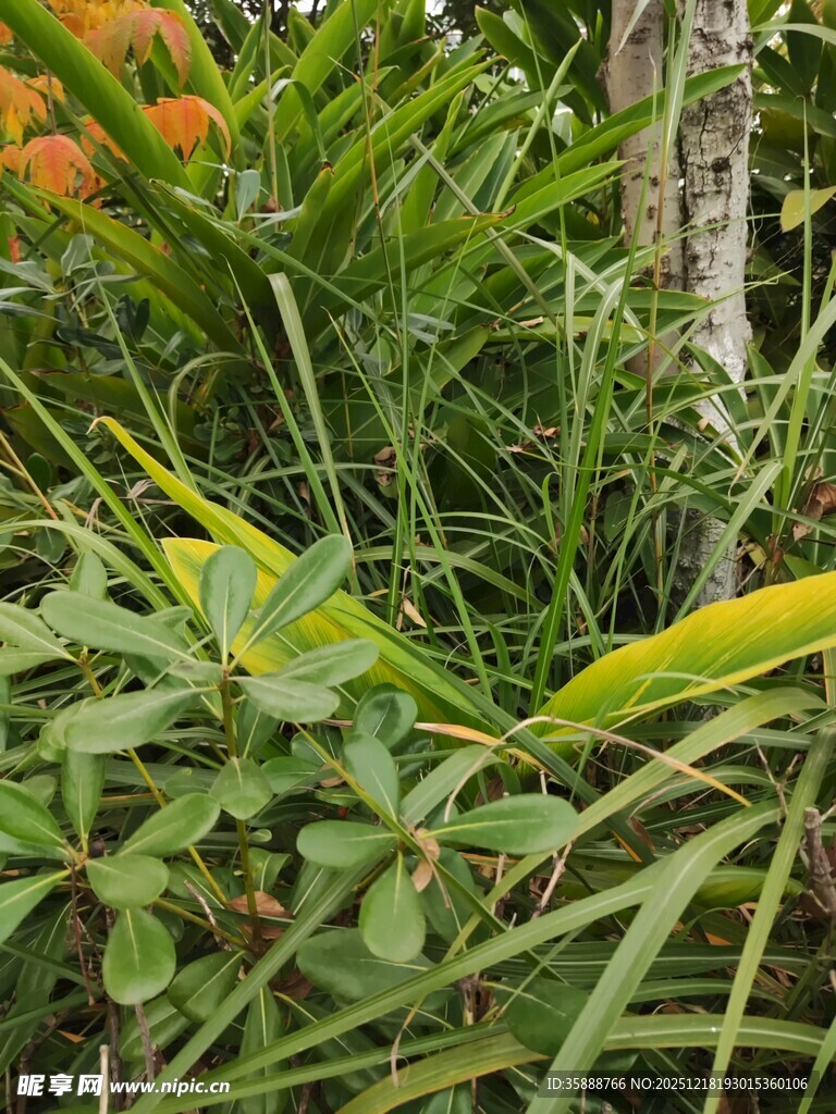 繁茂热带植物景观