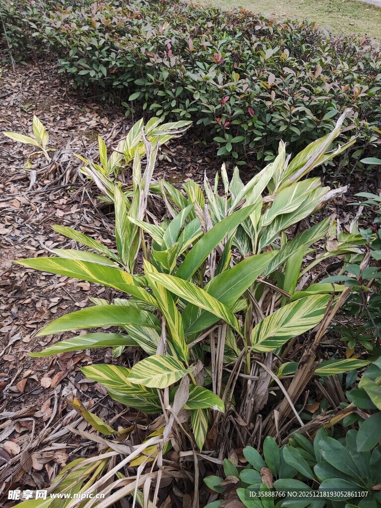 田间嫩绿植物特写