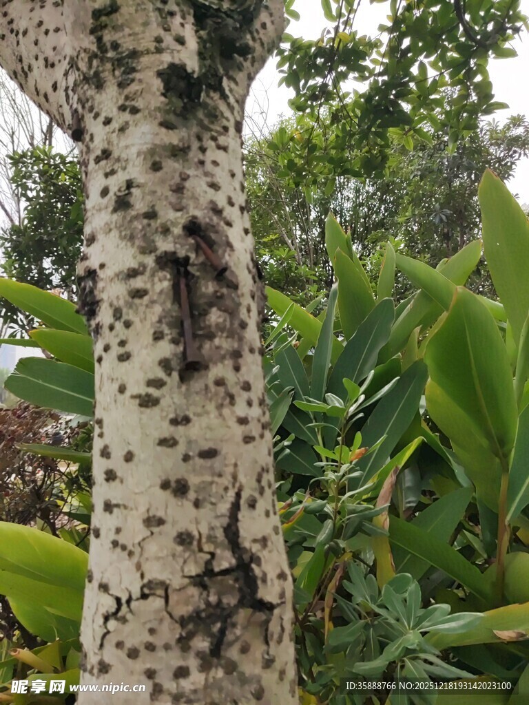 斑驳树干旁的葱郁绿植