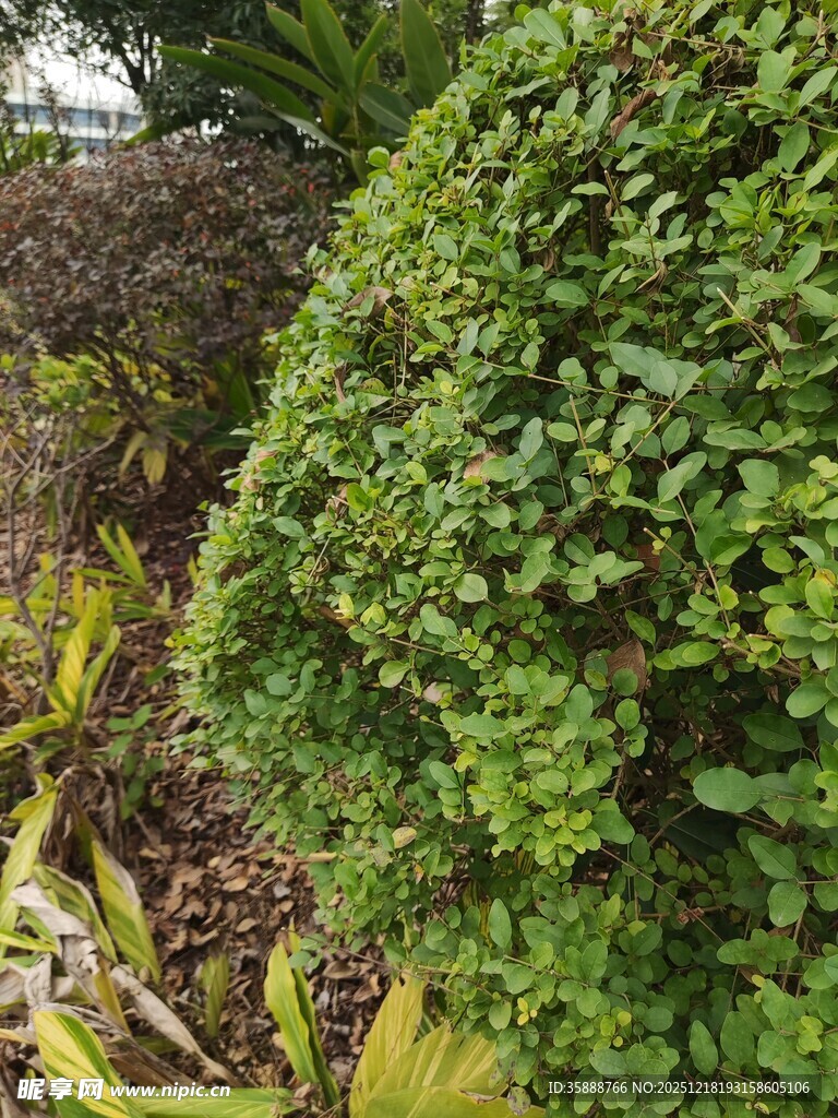 翠绿繁茂的蔓生植物景观