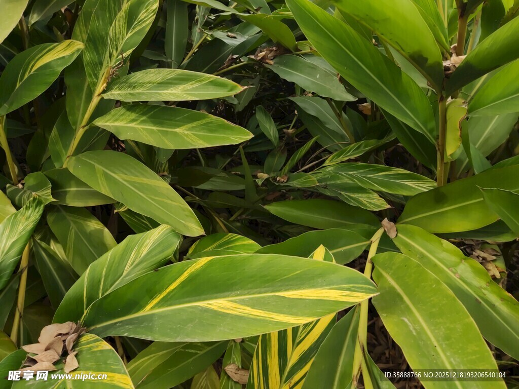 翠绿繁茂的热带植物叶片