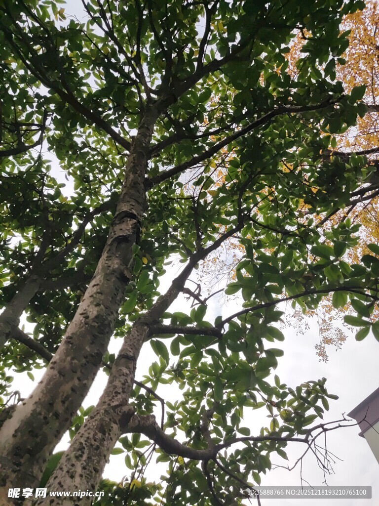 仰视繁茂大树枝叶景观