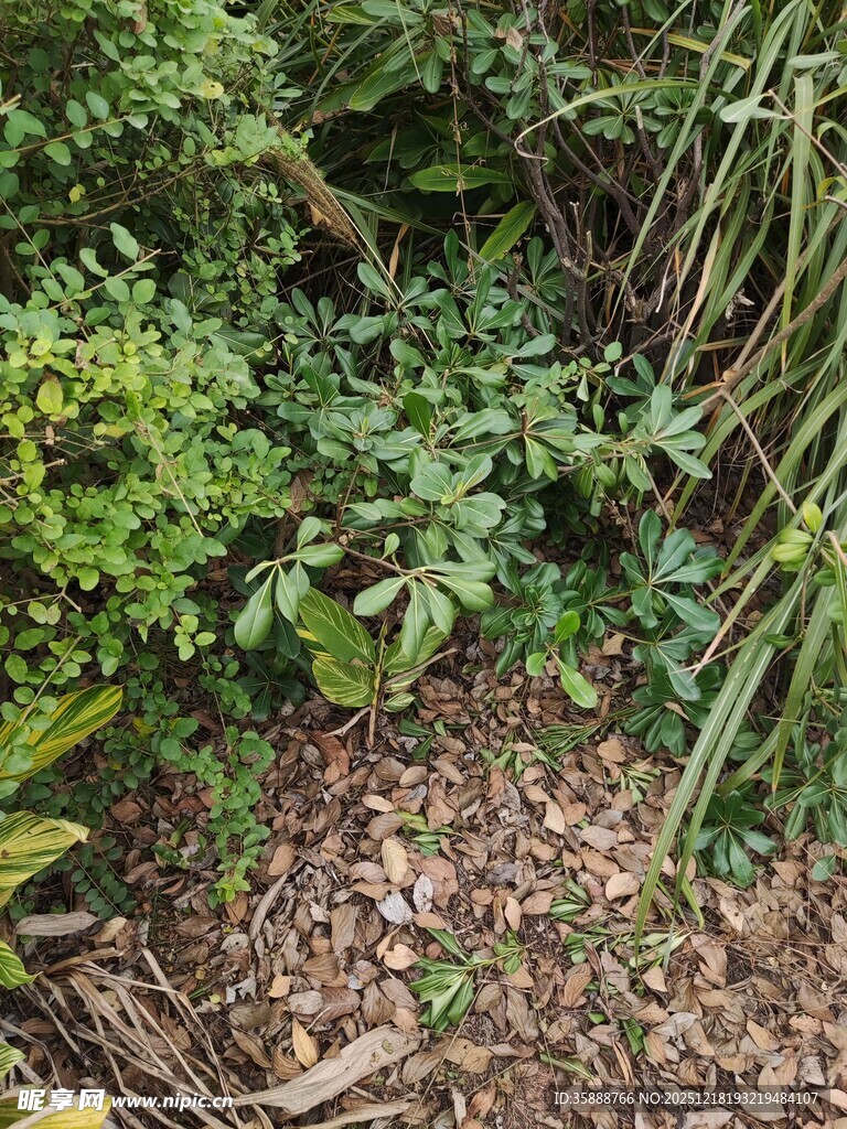 繁茂绿植下的地面景象