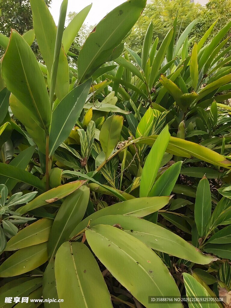 翠绿繁茂的植物叶片
