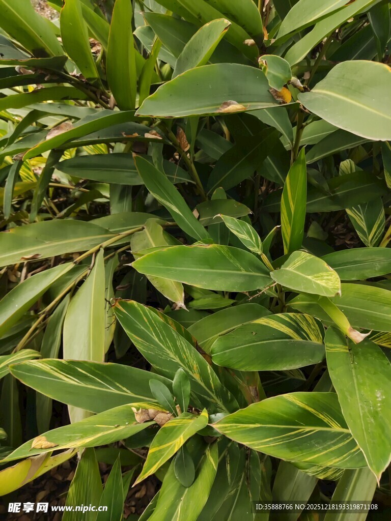 翠绿叶片的植物特写