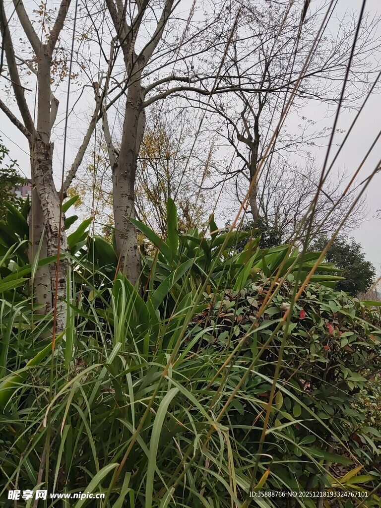 户外自然植物景观