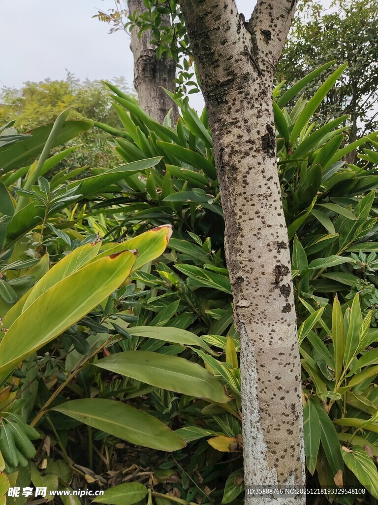 树干旁的繁茂绿植