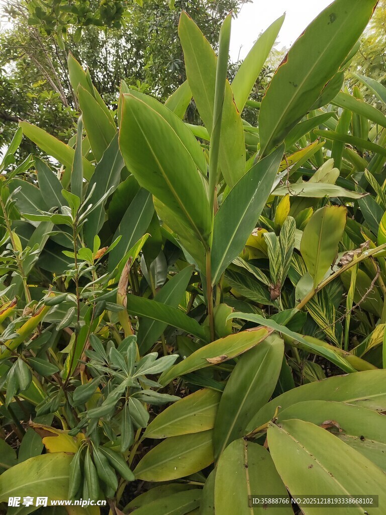 茂盛的绿色植物景观