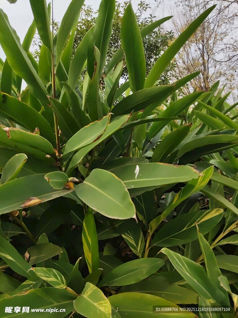 翠绿繁茂的植物叶片