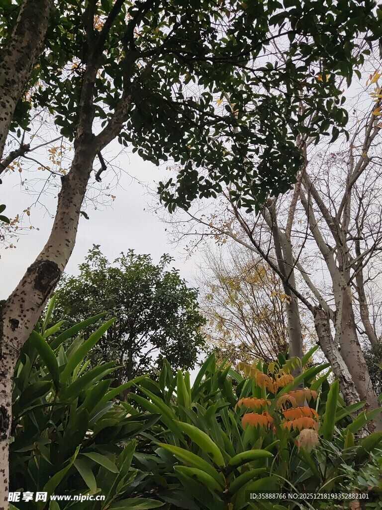 繁茂树林中的绿植与树木