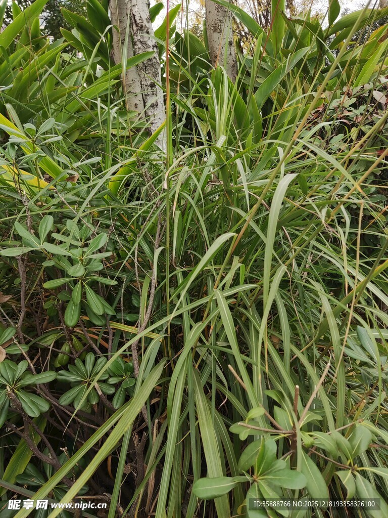 茂密绿植中的丛生草本植物
