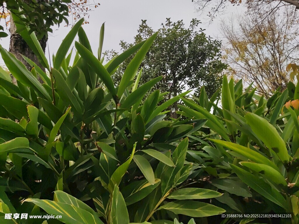 翠绿繁茂的植物景观