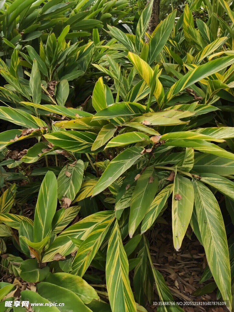 翠绿斑斓的植物叶片