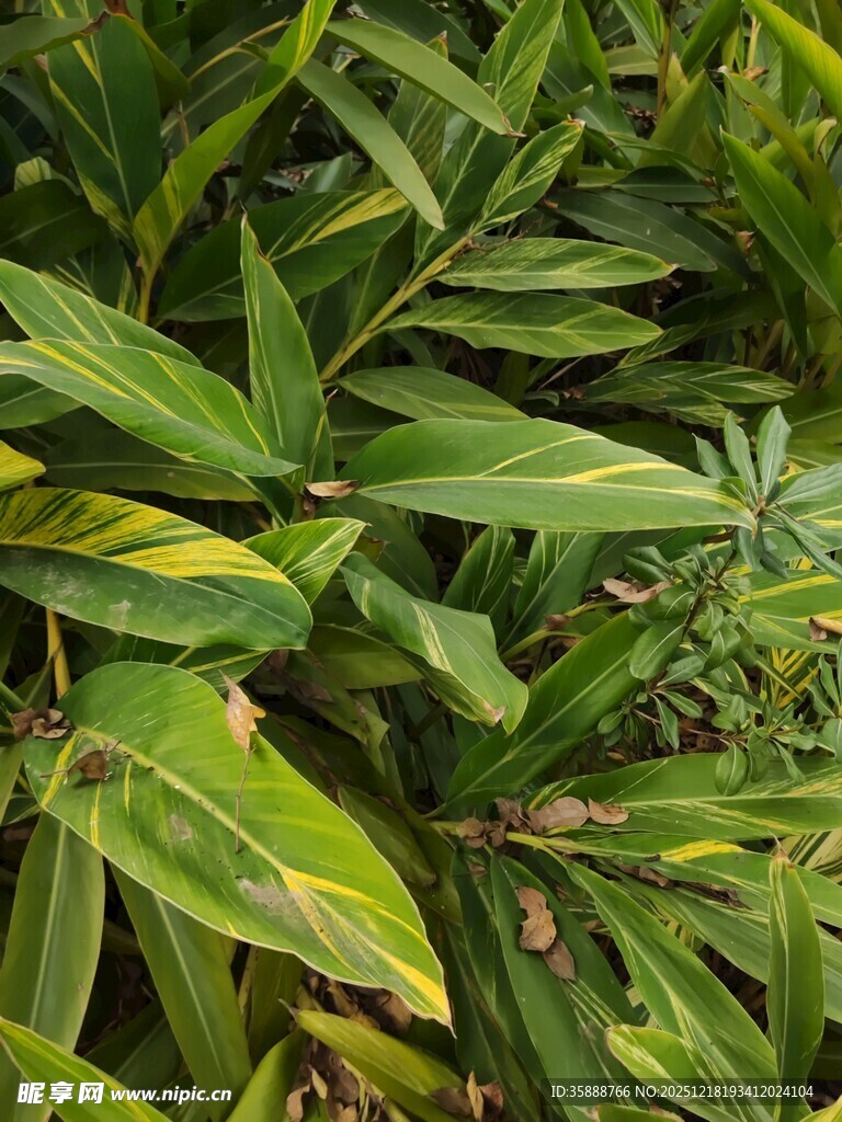 翠绿繁茂的植物叶片