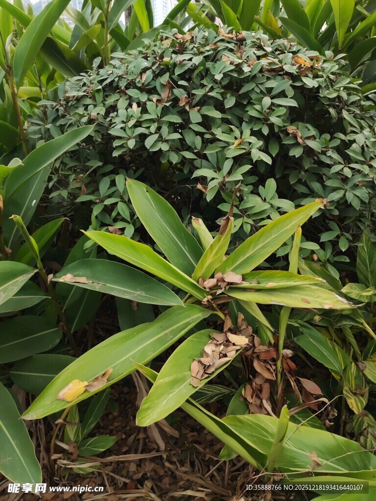 绿叶繁茂的植物景观