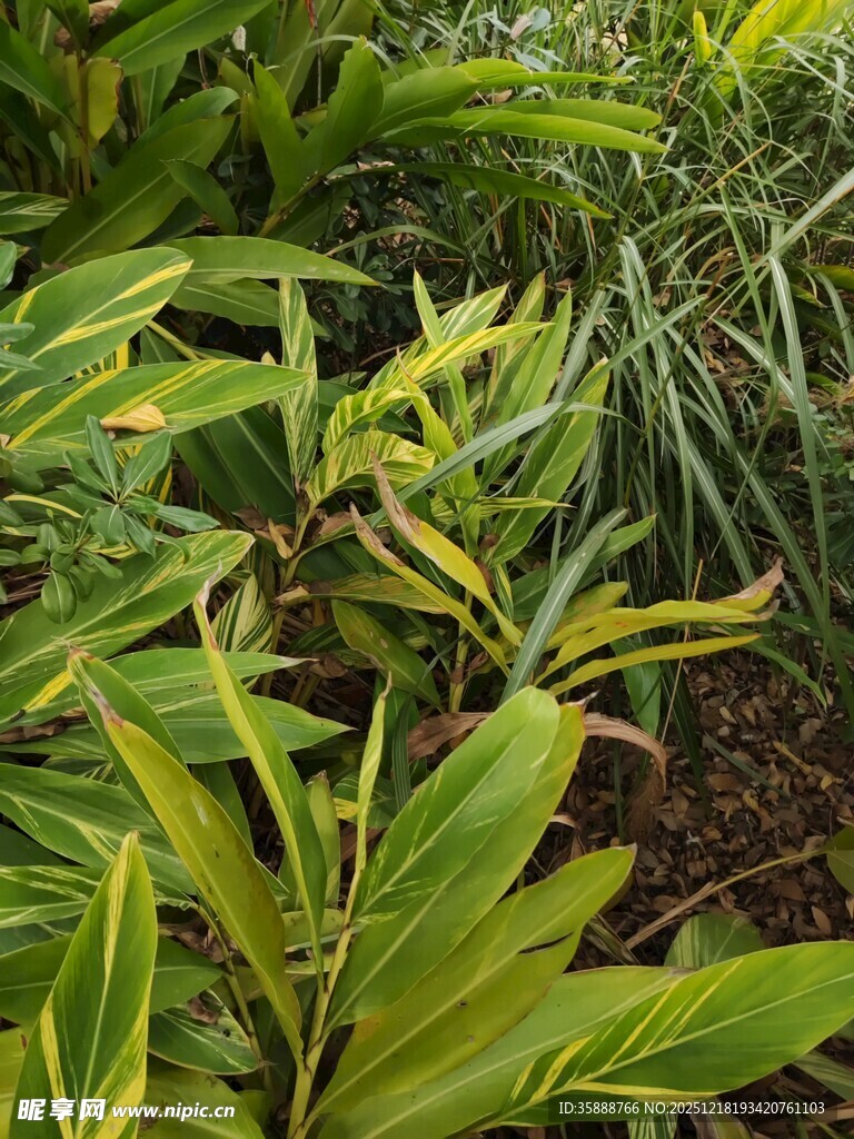 翠绿繁茂的热带植物景观