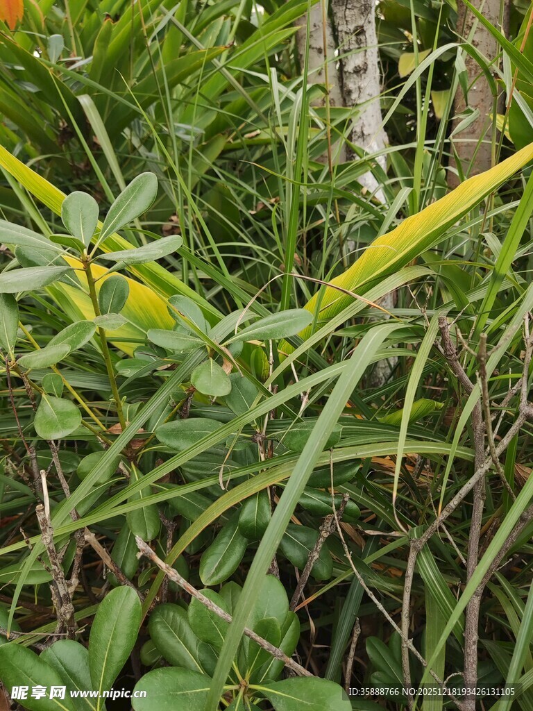 草丛中的黄色植物