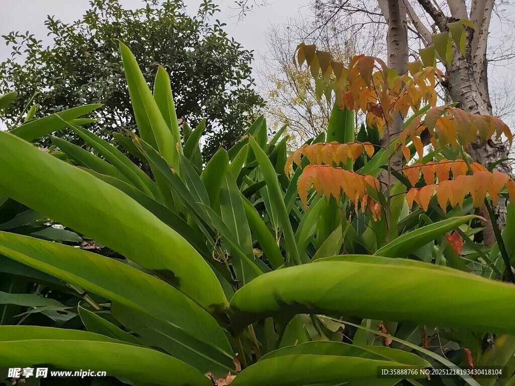 翠绿丛中的橙艳凤梨花卉