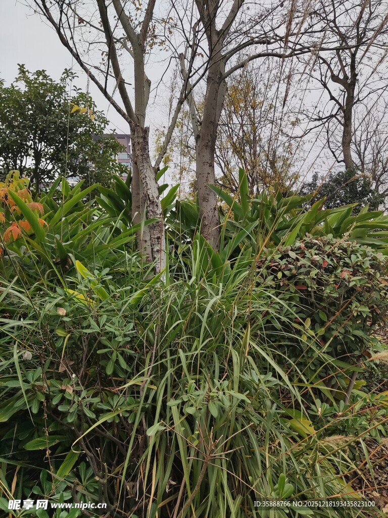 野外繁茂植物与枯树景观