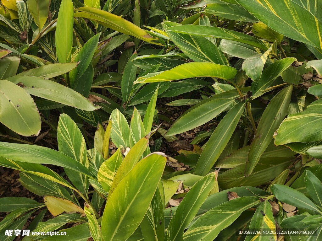 翠绿繁茂的热带植物景观