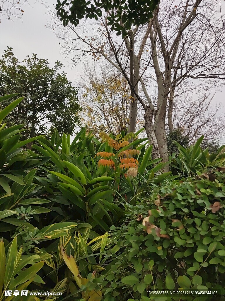繁茂绿植中的树木景象