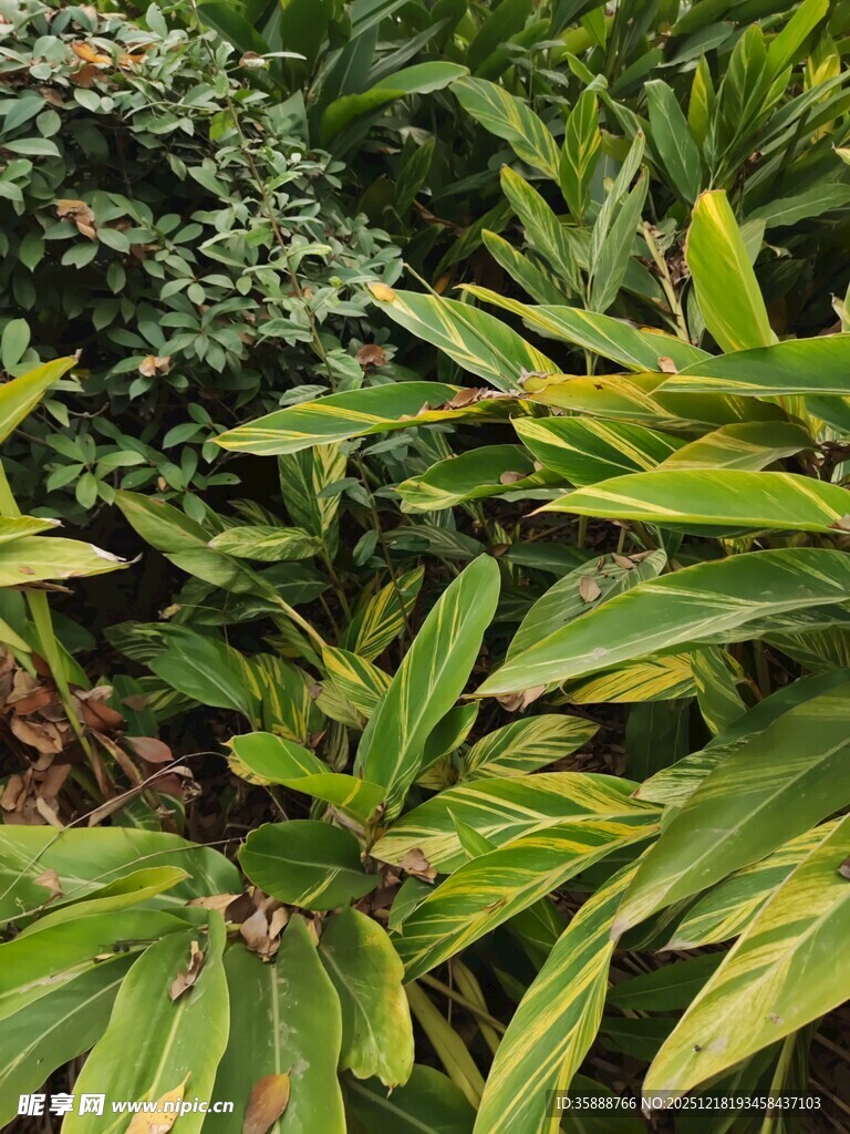 翠绿繁茂的多样植物景观