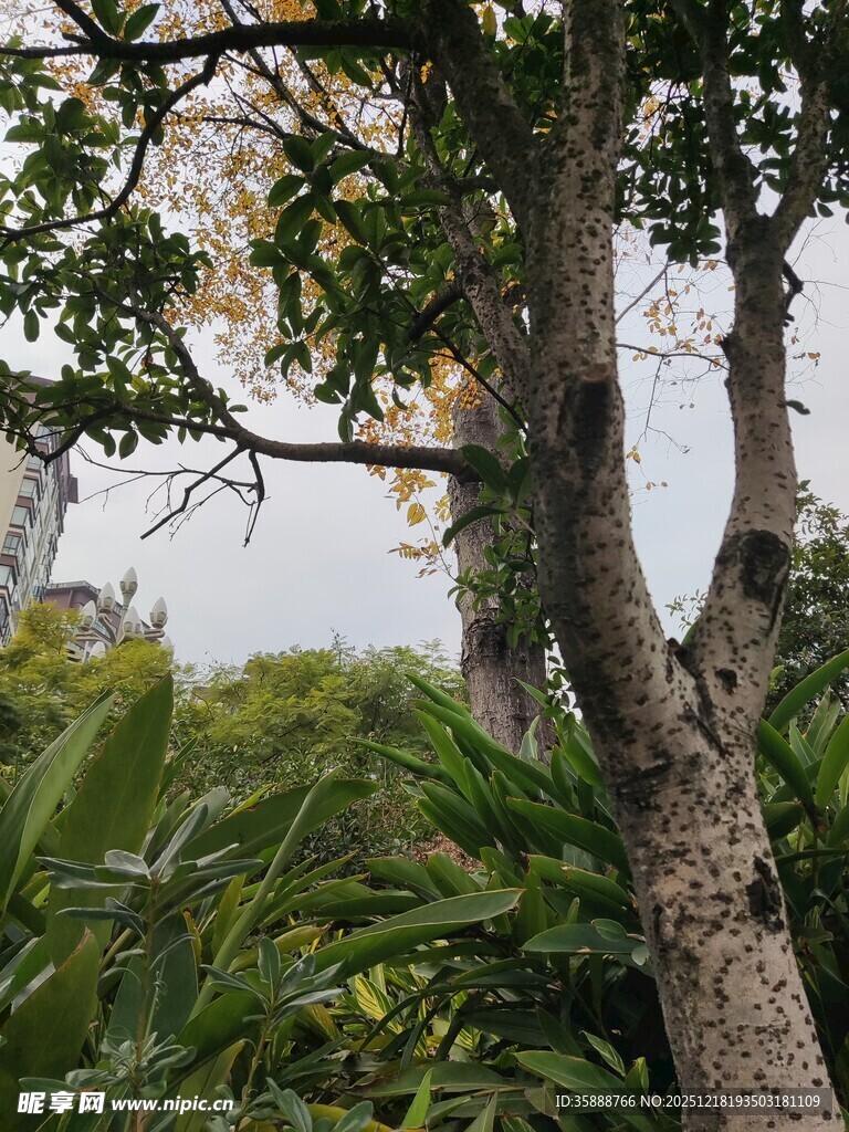 繁茂树木与绿植景观