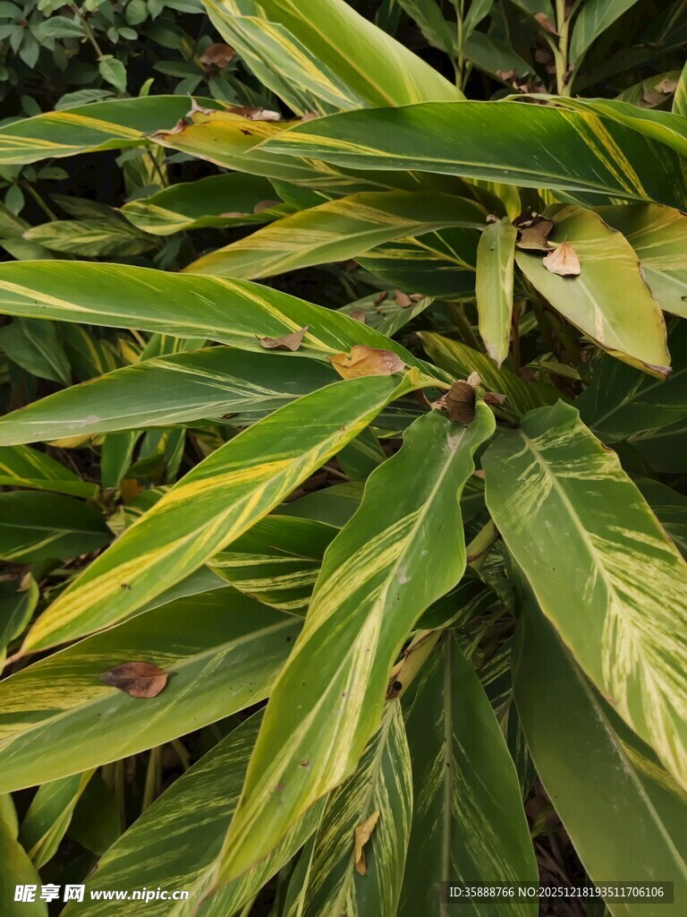 翠绿斑斓的热带植物叶片