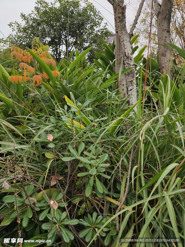 繁茂绿植景观